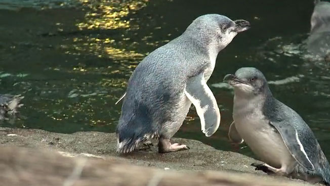 International Antarctic Centre