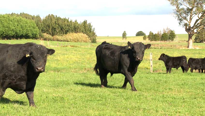 Matauri Angus